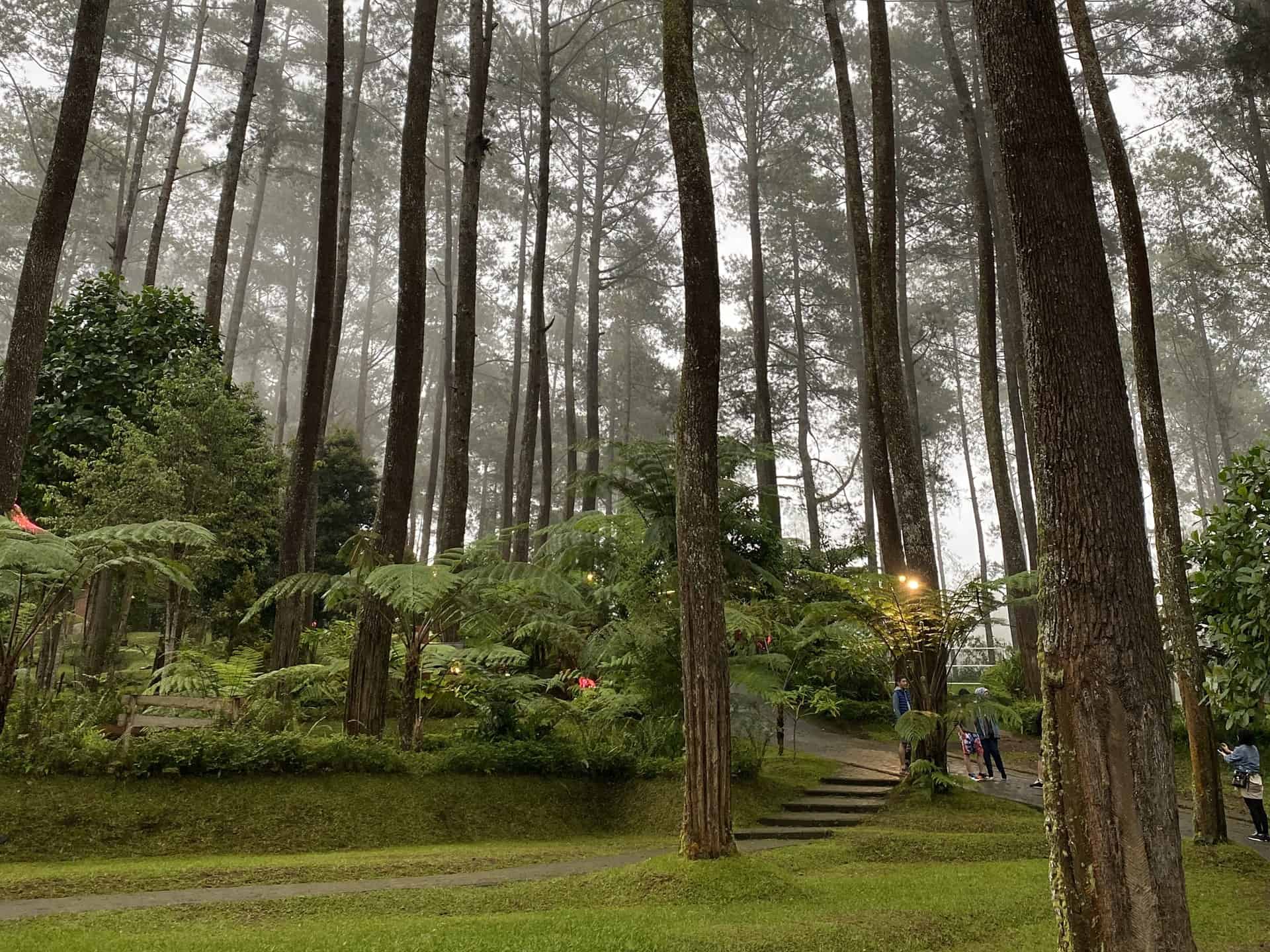 Orchid Forest Lembang, Wisata Hutan Pinus Indah di Bandung