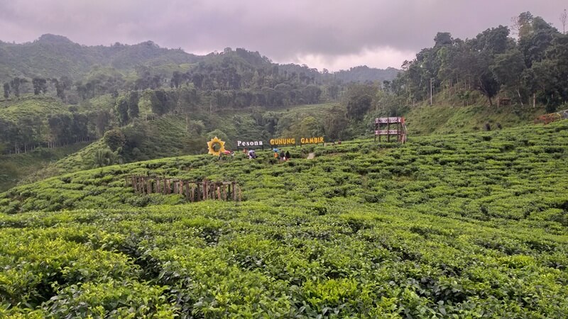 landscape kebun teh gunung gambir