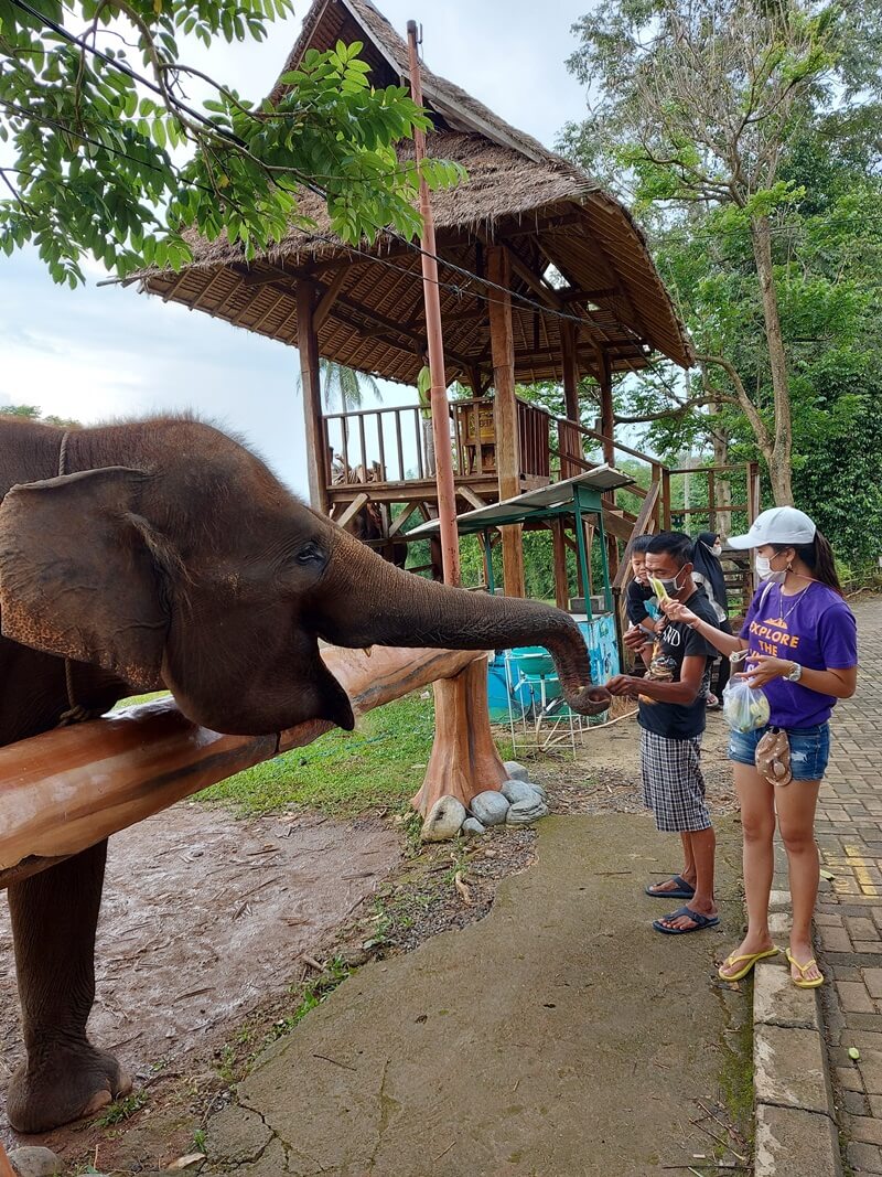 berinteraksi langsung dengan gajah